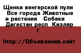 Щенки венгерской пули - Все города Животные и растения » Собаки   . Дагестан респ.,Кизляр г.